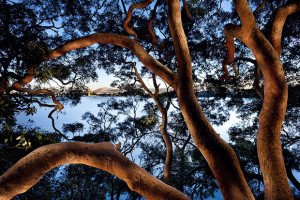 Peter Solness: Shooting in the Dark